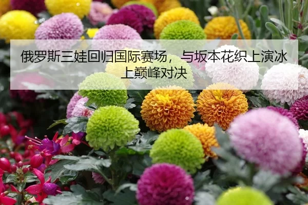 俄罗斯三娃回归国际赛场，与坂本花织上演冰上巅峰对决